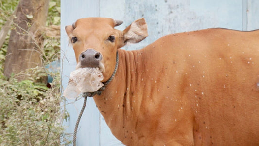 Do cows find plastic tasty?