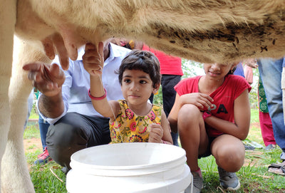 At Open Days in Sid’s Farm, you can milk a cow and also see how milk is pasteurized and preserved- Edexlive