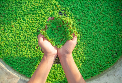 Azolla – A super plant for Indian dairy farmers