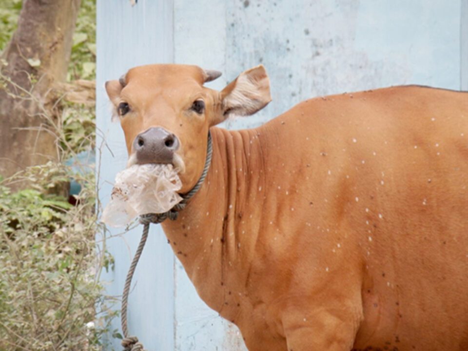 Cows Find Plastic Tasty - Sids Farm